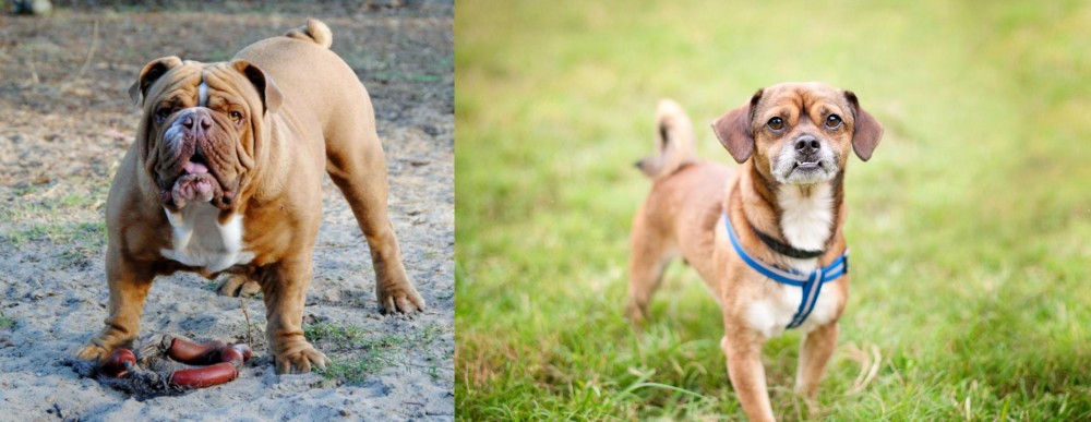 Chug vs Australian Bulldog - Breed Comparison
