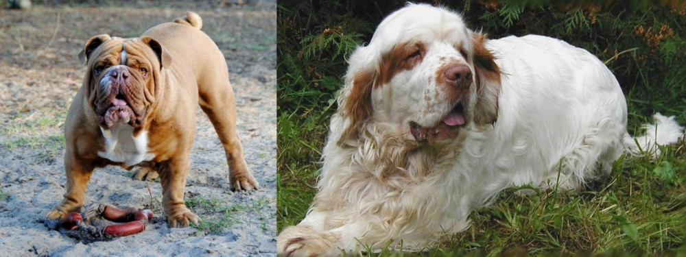 Clumber Spaniel vs Australian Bulldog - Breed Comparison