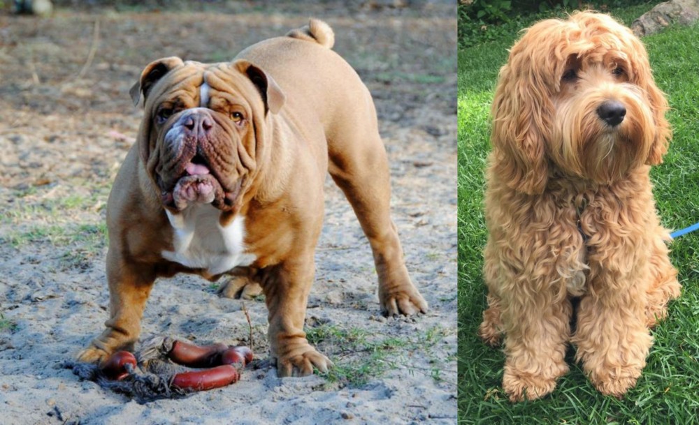 Cockapoo vs Australian Bulldog - Breed Comparison