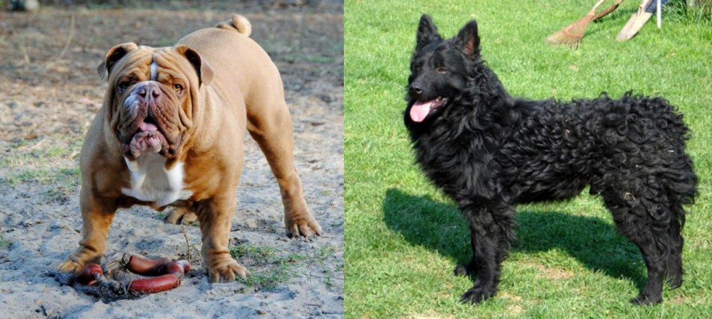 Croatian Sheepdog vs Australian Bulldog - Breed Comparison