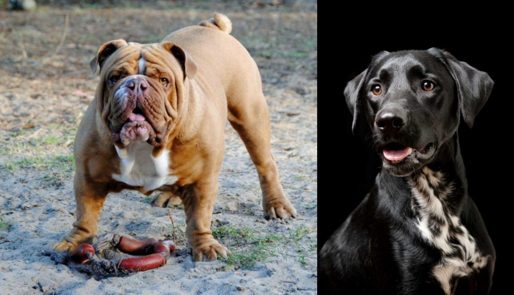 Dalmador vs Australian Bulldog - Breed Comparison