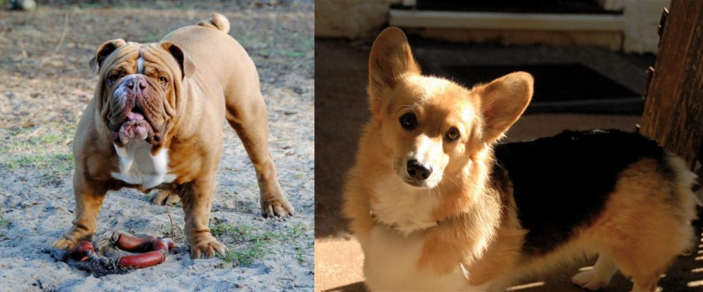 Dorgi vs Australian Bulldog - Breed Comparison