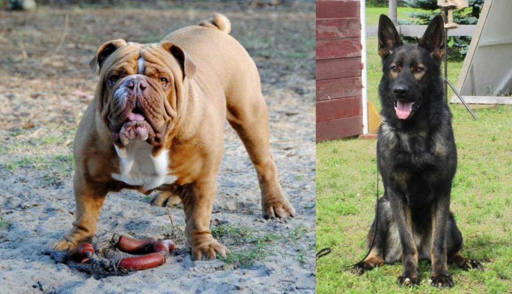 East German Shepherd vs Australian Bulldog - Breed Comparison