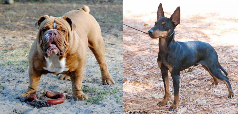 English Toy Terrier (Black & Tan) vs Australian Bulldog - Breed Comparison