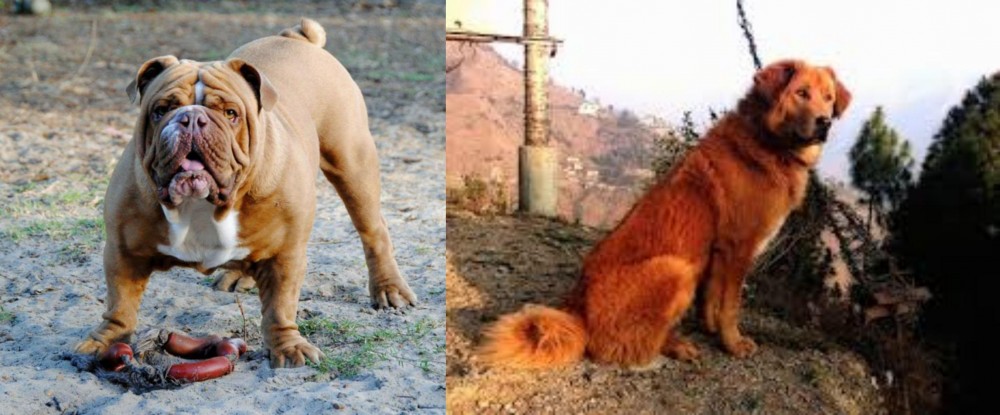 Himalayan Sheepdog vs Australian Bulldog - Breed Comparison