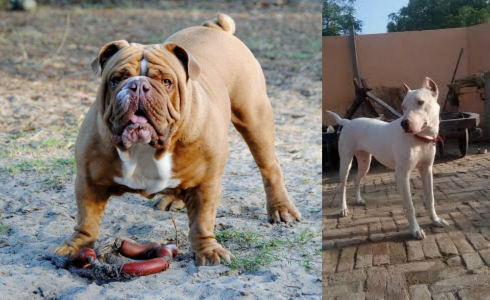 Indian Bull Terrier vs Australian Bulldog - Breed Comparison