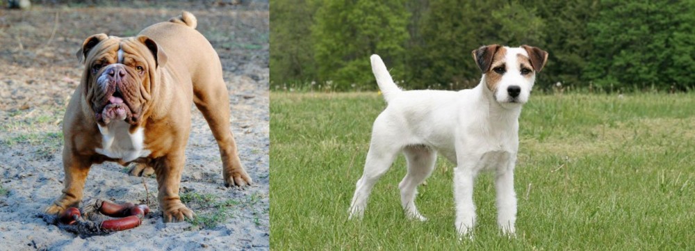Jack Russell Terrier vs Australian Bulldog - Breed Comparison