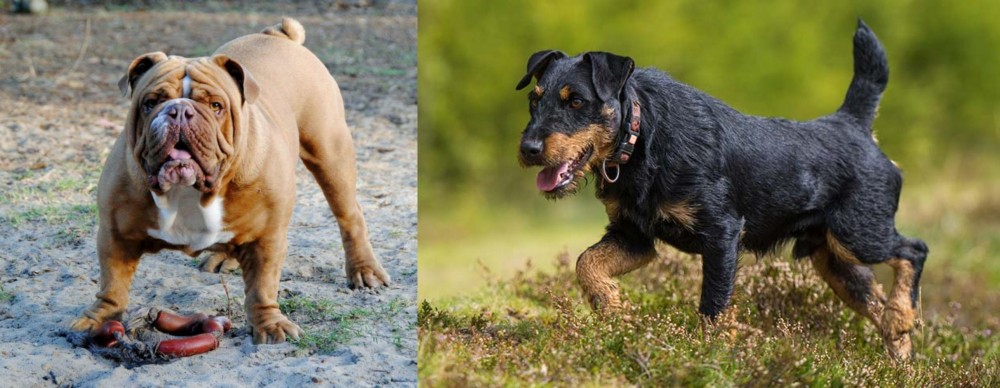 Jagdterrier vs Australian Bulldog - Breed Comparison