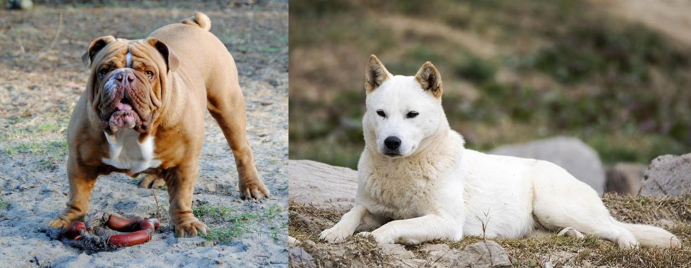 Jindo vs Australian Bulldog - Breed Comparison