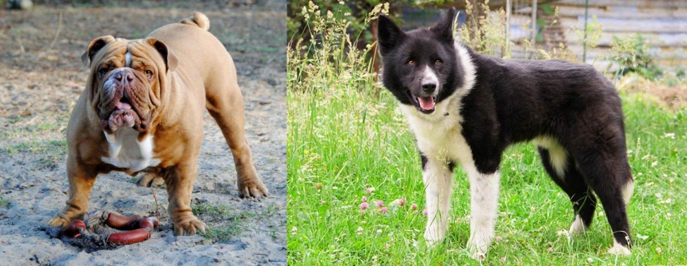 Karelian Bear Dog vs Australian Bulldog - Breed Comparison