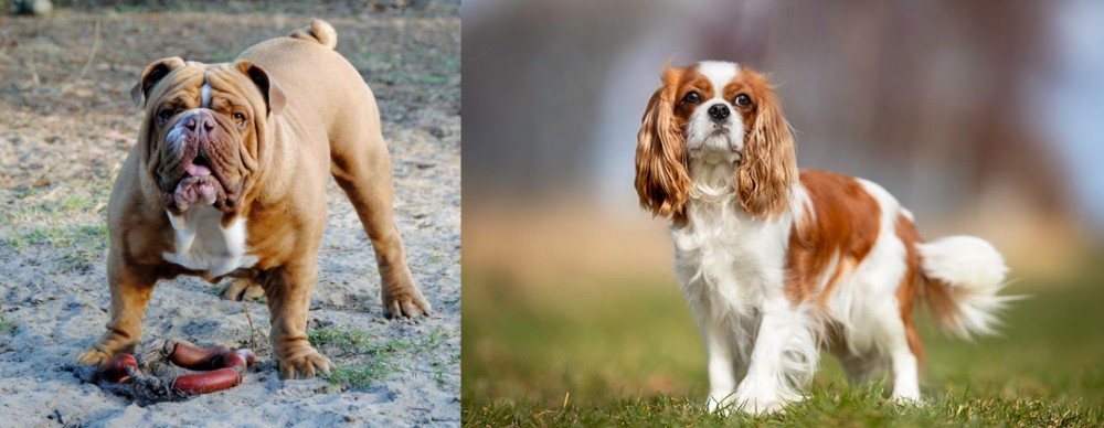 King Charles Spaniel vs Australian Bulldog - Breed Comparison