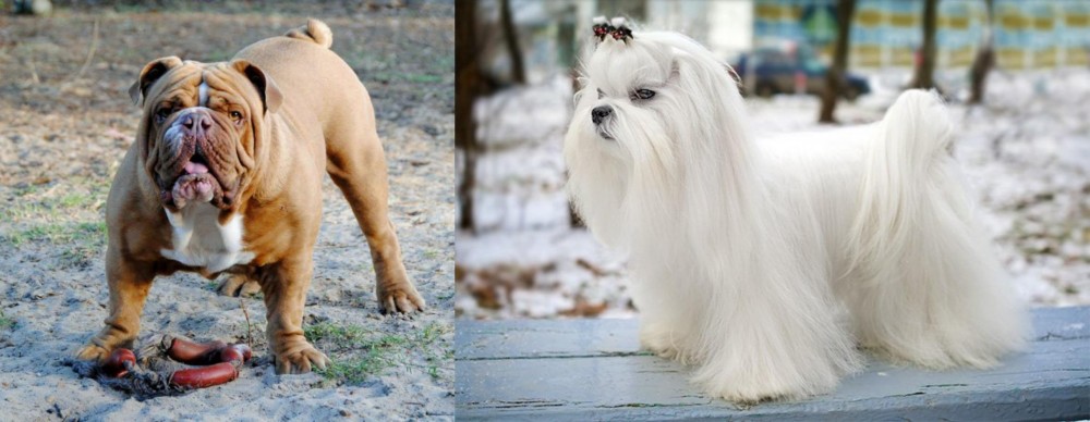 Maltese vs Australian Bulldog - Breed Comparison