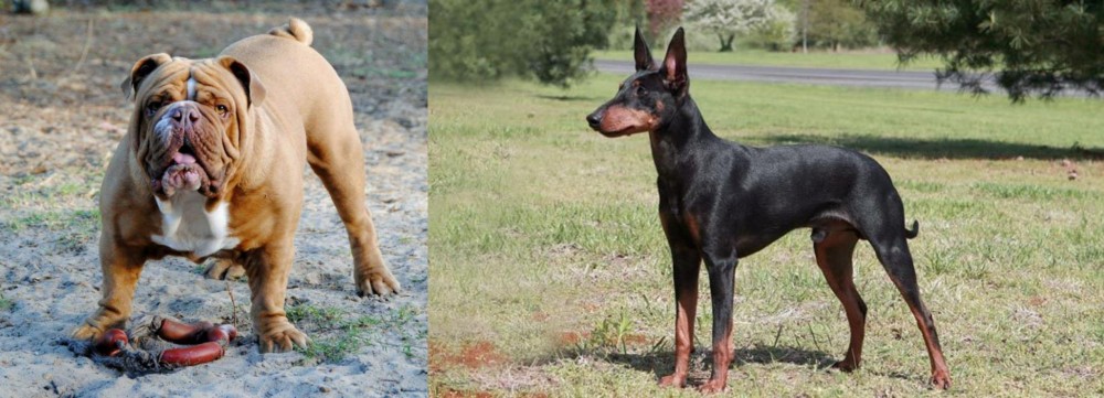 Manchester Terrier vs Australian Bulldog - Breed Comparison