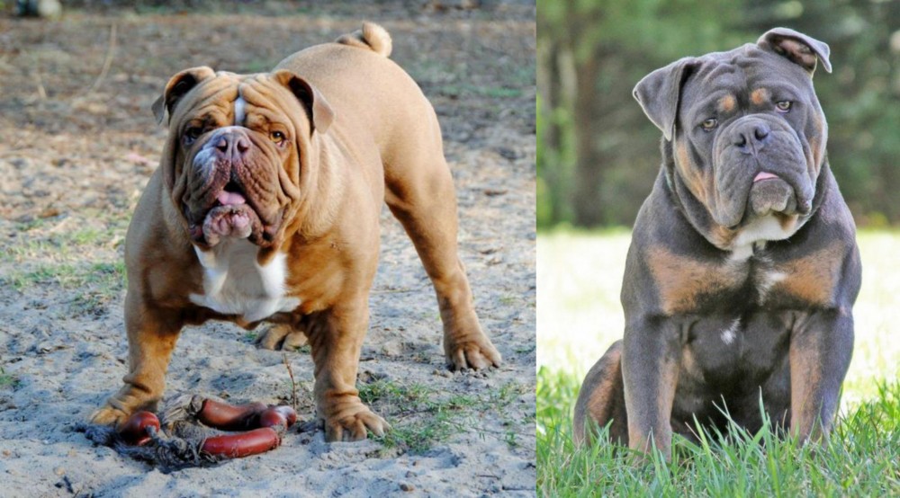 Olde English Bulldogge vs Australian Bulldog - Breed Comparison
