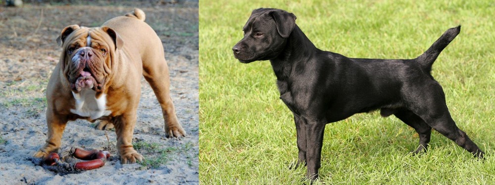 Patterdale Terrier vs Australian Bulldog - Breed Comparison