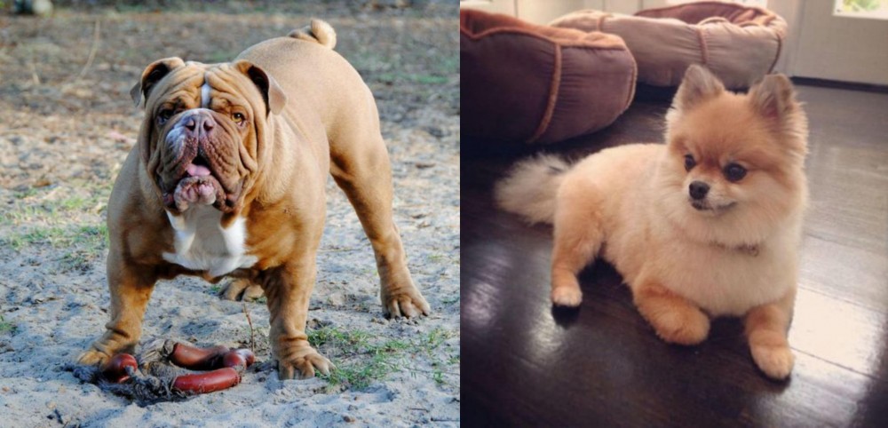 Pomeranian vs Australian Bulldog - Breed Comparison