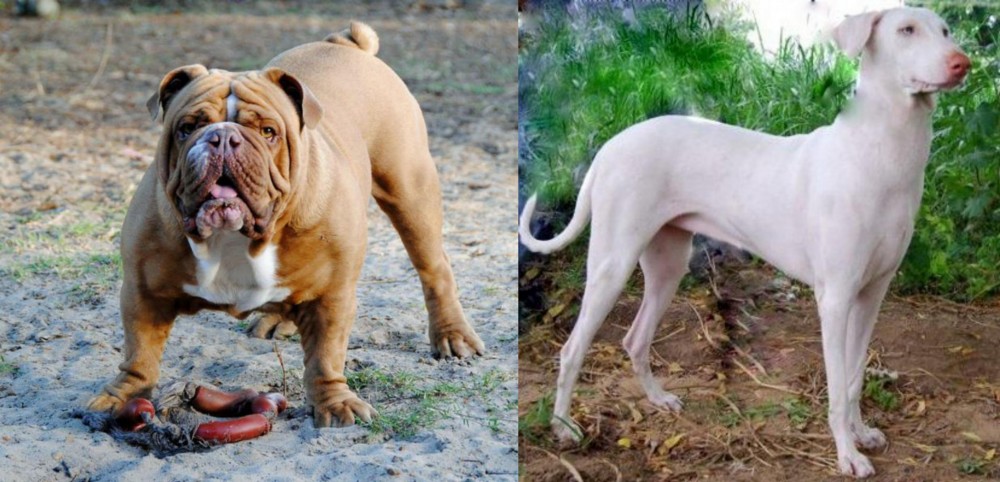 Rajapalayam vs Australian Bulldog - Breed Comparison