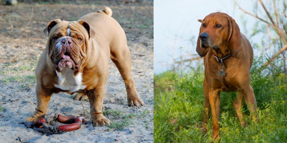 Redbone Coonhound vs Australian Bulldog - Breed Comparison