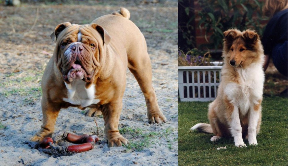 Rough Collie vs Australian Bulldog - Breed Comparison