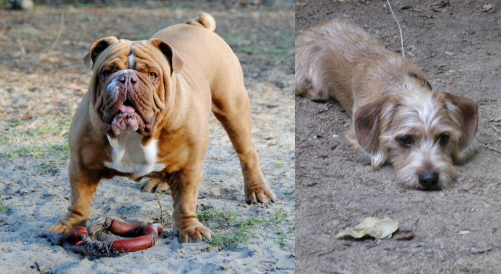Schweenie vs Australian Bulldog - Breed Comparison