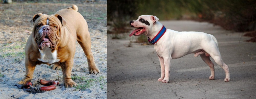 Staffordshire Bull Terrier vs Australian Bulldog - Breed Comparison