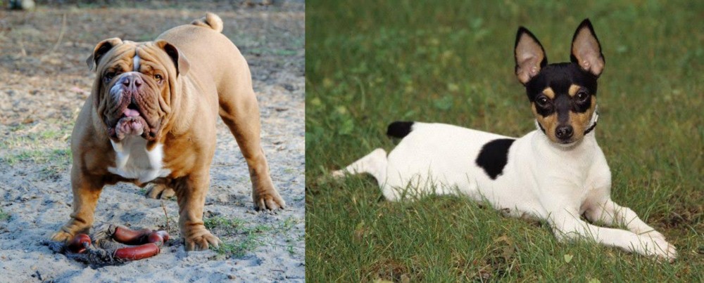 Toy Fox Terrier vs Australian Bulldog - Breed Comparison