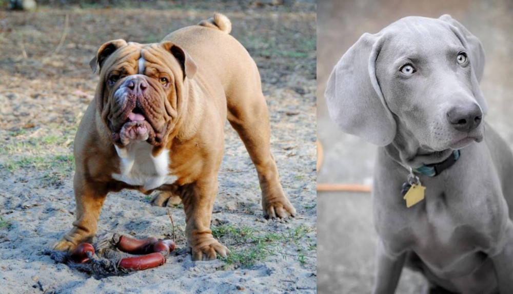 Weimaraner vs Australian Bulldog - Breed Comparison