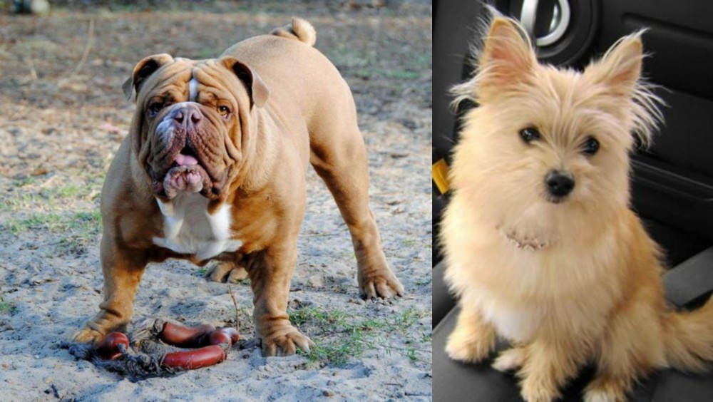 Yoranian vs Australian Bulldog - Breed Comparison