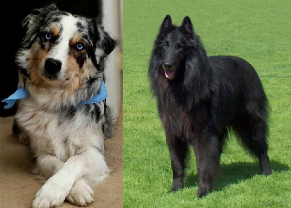 Belgian Shepherd Dog (Groenendael) vs Australian Collie - Breed Comparison