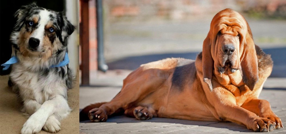 Bloodhound vs Australian Collie - Breed Comparison