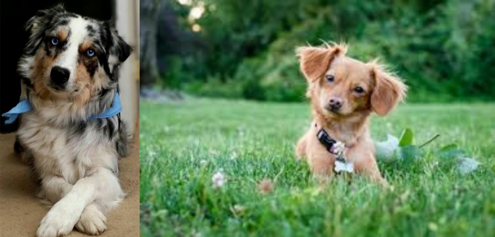 Chiweenie vs Australian Collie - Breed Comparison