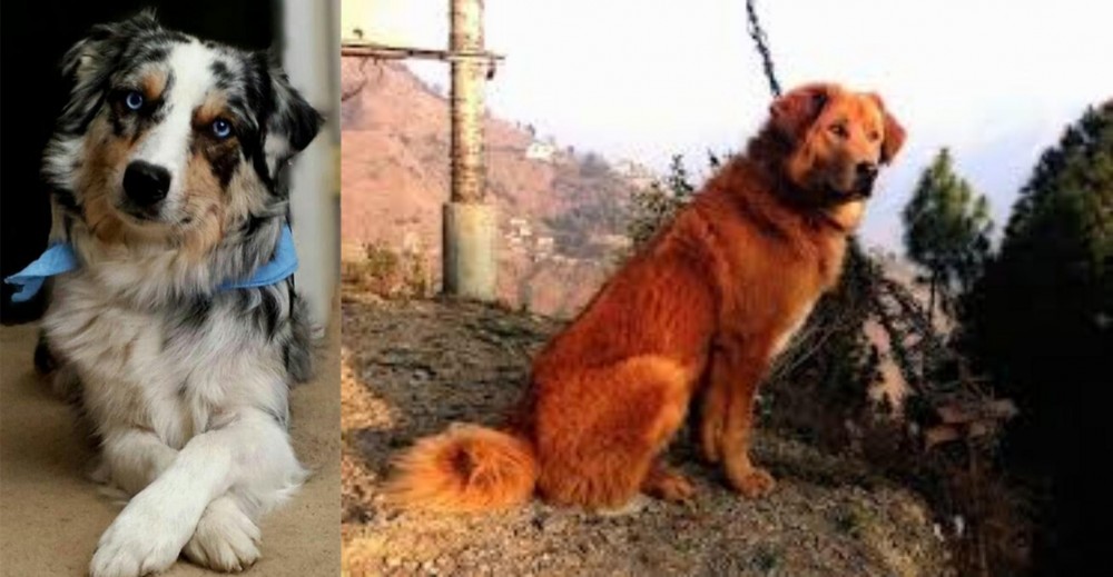 Himalayan Sheepdog vs Australian Collie - Breed Comparison