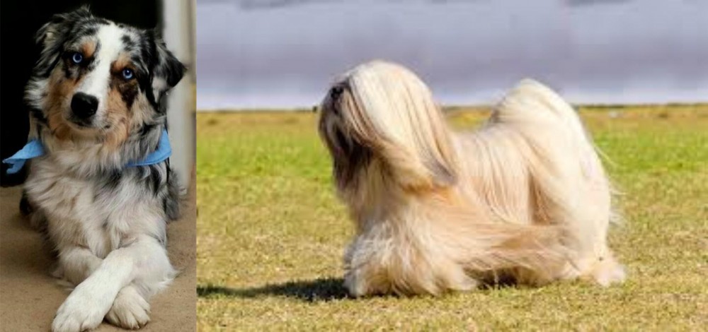 Lhasa Apso vs Australian Collie - Breed Comparison