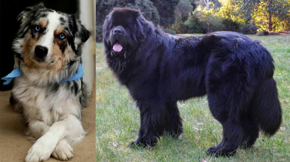 Newfoundland Dog vs Australian Collie - Breed Comparison