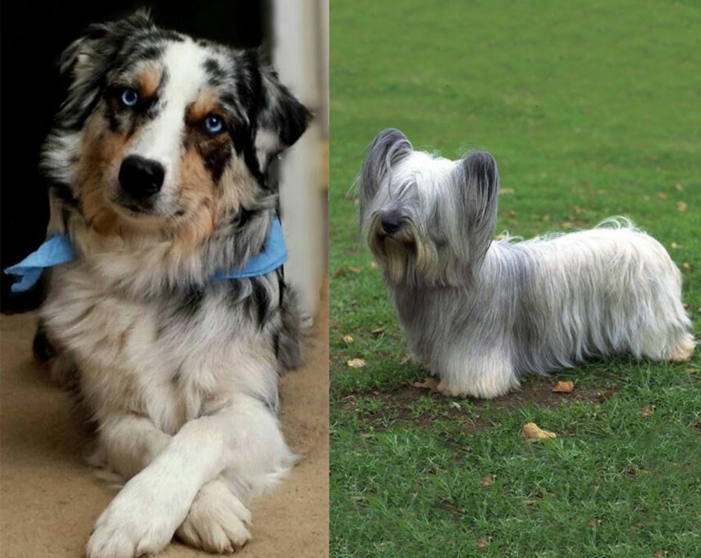 Skye Terrier vs Australian Collie - Breed Comparison