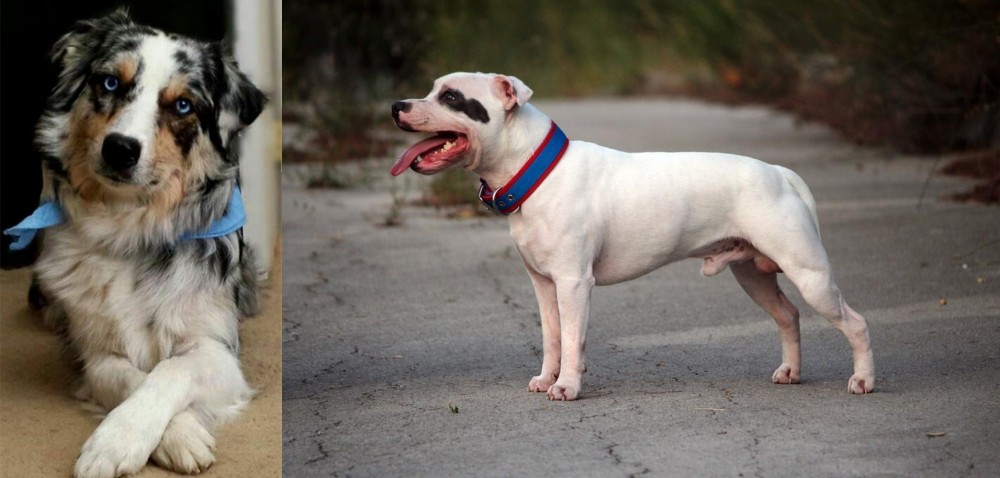 Staffordshire Bull Terrier vs Australian Collie - Breed Comparison