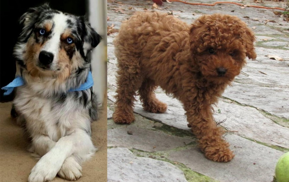 Toy Poodle vs Australian Collie - Breed Comparison