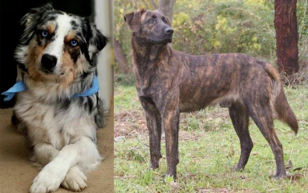 Treeing Tennessee Brindle vs Australian Collie - Breed Comparison