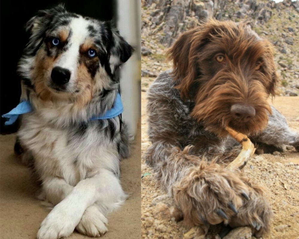 Wirehaired Pointing Griffon vs Australian Collie - Breed Comparison