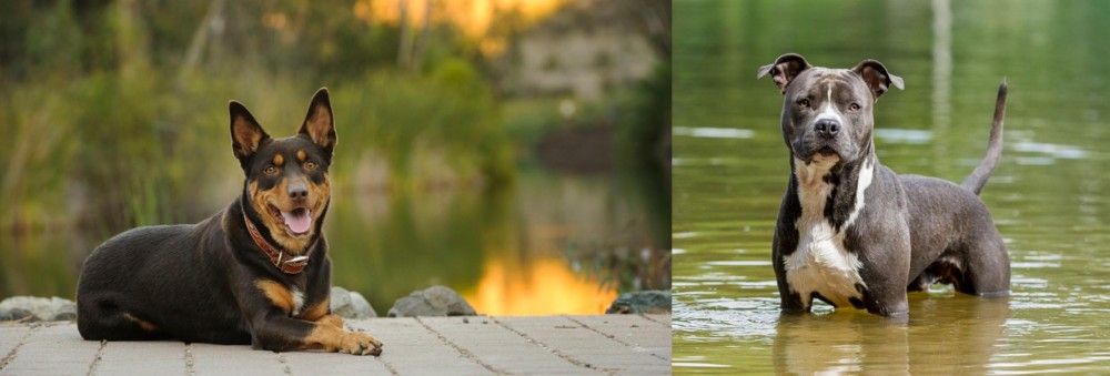 American Staffordshire Terrier vs Australian Kelpie - Breed Comparison