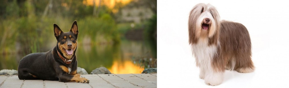 Bearded Collie vs Australian Kelpie - Breed Comparison