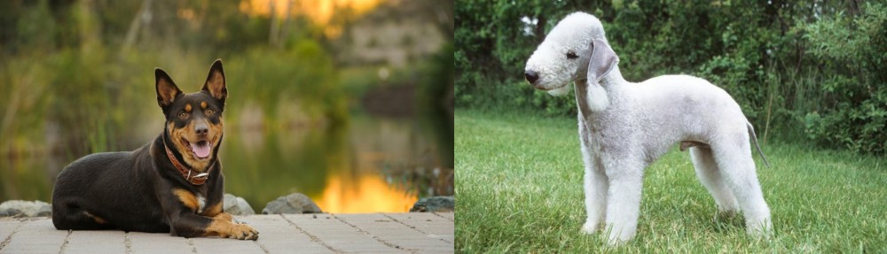 Bedlington Terrier vs Australian Kelpie - Breed Comparison