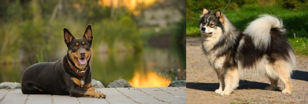 Finnish Lapphund vs Australian Kelpie - Breed Comparison