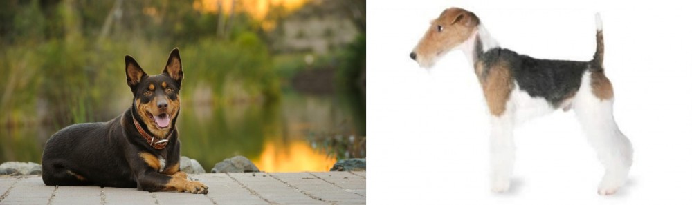 Fox Terrier vs Australian Kelpie - Breed Comparison