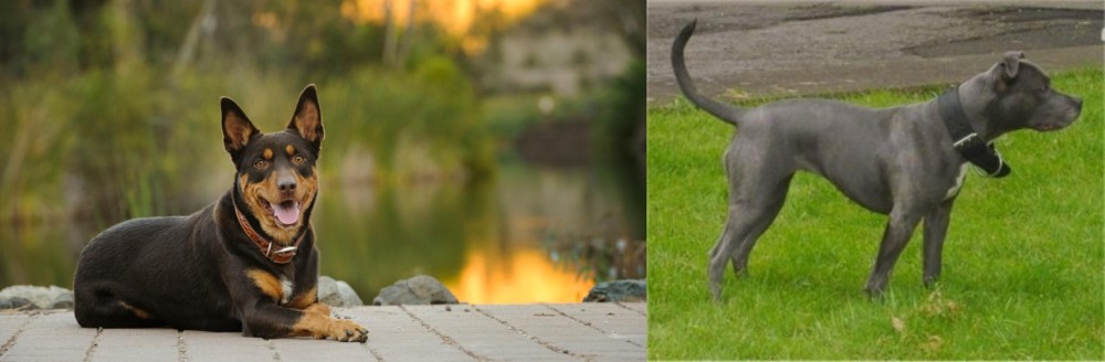 Irish Bull Terrier vs Australian Kelpie - Breed Comparison