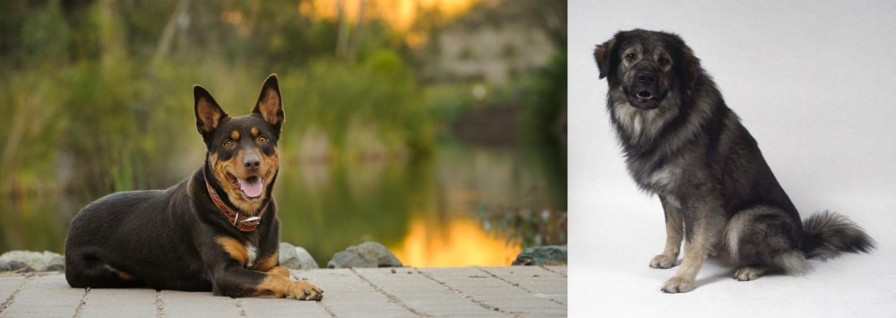Istrian Sheepdog vs Australian Kelpie - Breed Comparison