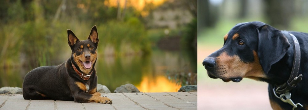 Lithuanian Hound vs Australian Kelpie - Breed Comparison