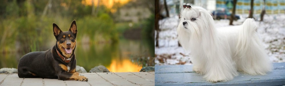 Maltese vs Australian Kelpie - Breed Comparison