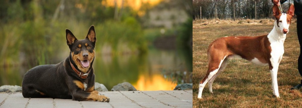 Podenco Canario vs Australian Kelpie - Breed Comparison