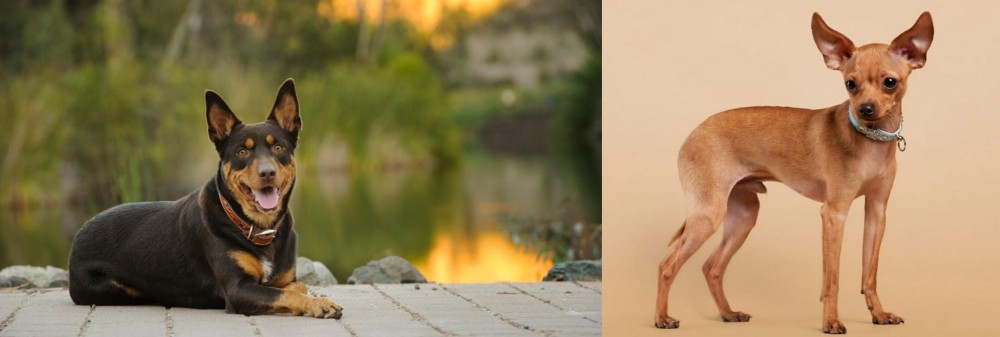 Russian Toy Terrier vs Australian Kelpie - Breed Comparison